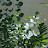 @huahua-7