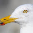 V6nfpzCMxRU-channel-avatar-Seagull man