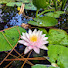 lsStNivgKuQ-channel-avatar-The Pessimistic Gardener
