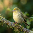 l-Gmxi9dZE4-channel-avatar-Al Barra Bird