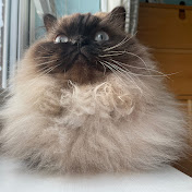 Penelope The Himalayan 