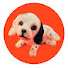 ihhY1HHJt0w-channel-avatar-De Betties