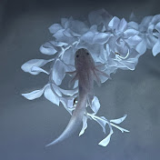 Axolotl lovers 123