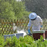 zZMIC0oe21c-channel-avatar-les Abeilles et le Jardin de christian 