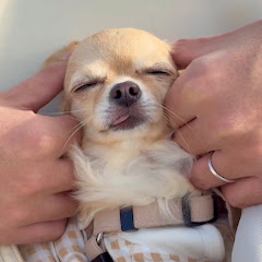 ニコニコニコちゃん