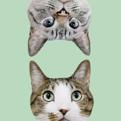 猫のデュフィとルノの日常【サブチャンネル】アイコン画像