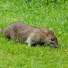 Immk7sffl0Q-channel-avatar-Soland Squirrel without the Bushy Tail