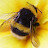 @beescreativehive
