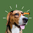 8yrJjHLucsM-channel-avatar-Hilarious Dog’s Planet 