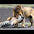 @LIONS_destroy_TIGERS