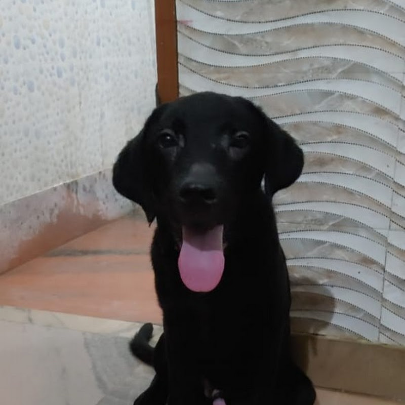 RAX: The Labrador