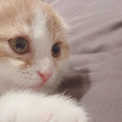 みーや