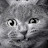 @xiaoxia5's avatar