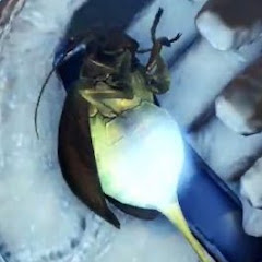 インジャーアイコン画像