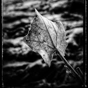 Silant king