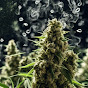 TERPY TRICHOMES  logo