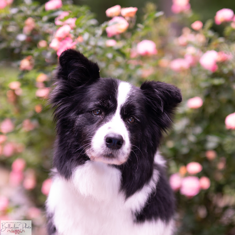 BellaClan Border Collies