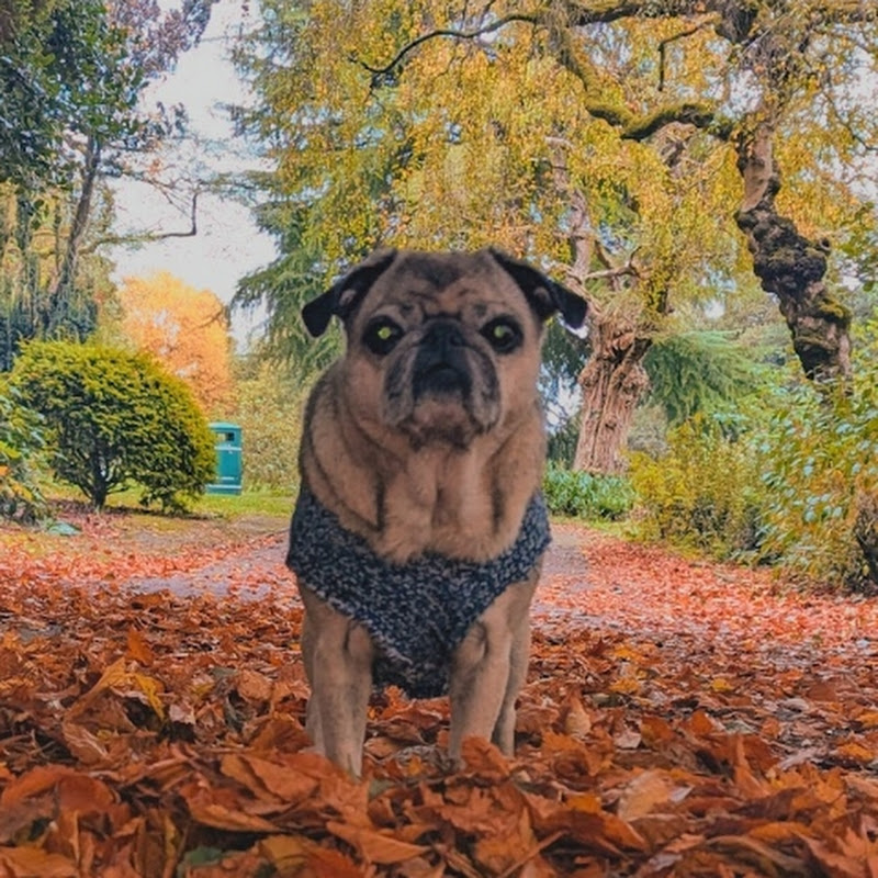 niche the crazy pug