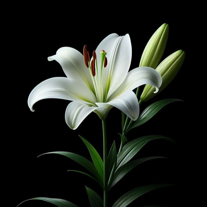 Archangels Healing Music