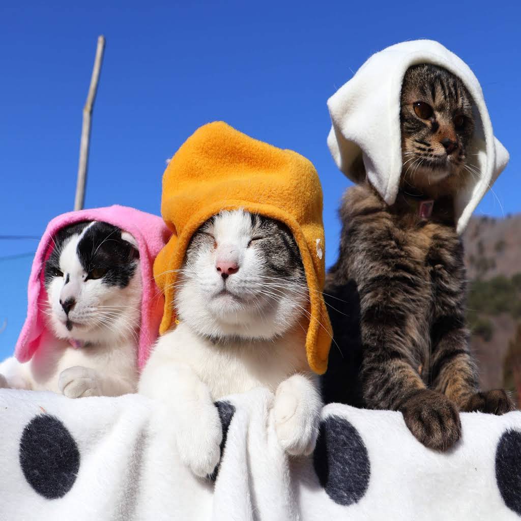 のせ猫 スーパーカップ のせ猫 2024 240416 - YouTube