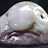 @El-Djazir-Blobfish