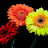 @CharitaHollowell Avatar