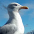 udkswHDpWl0-channel-avatar-Harvey 
