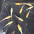 4-jzWcnnRZ8-channel-avatar-MEDAKA RICE FISH OUTDOORS