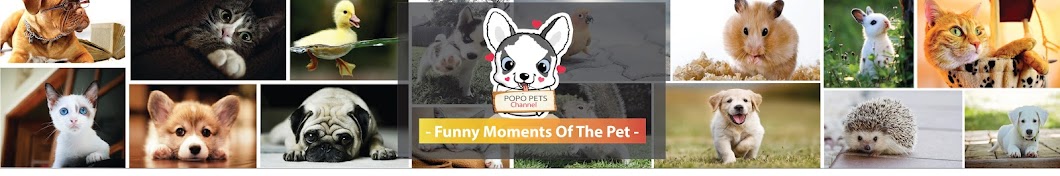 Popo Pets यूट्यूब चैनल अवतार