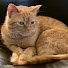fLPMoUGttYA-channel-avatar-VidCat