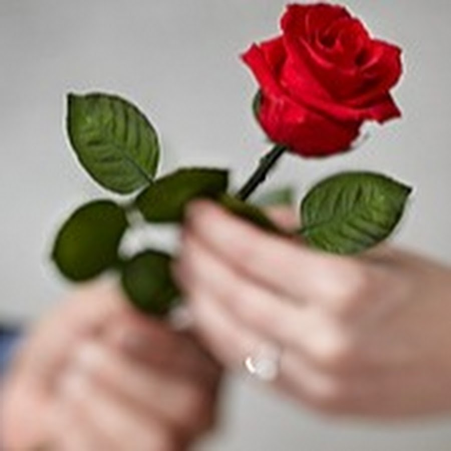 Розочки дарить. Дарит розу. Розы срезанные. Дарит один цветок.