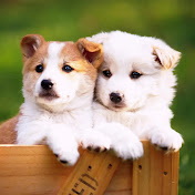 Funny And Cute Animals