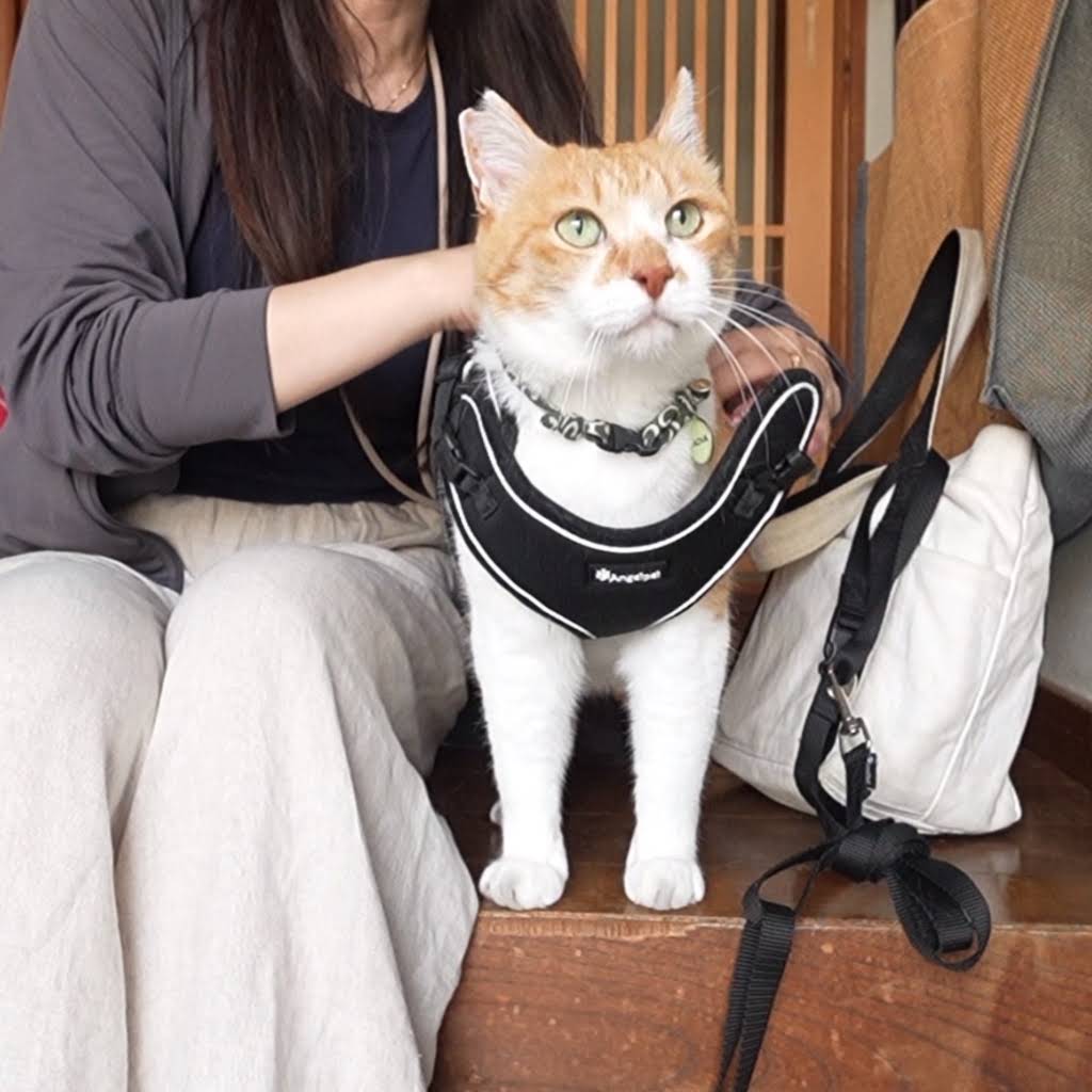 ChaCha: The Former Stray Cat - YouTube