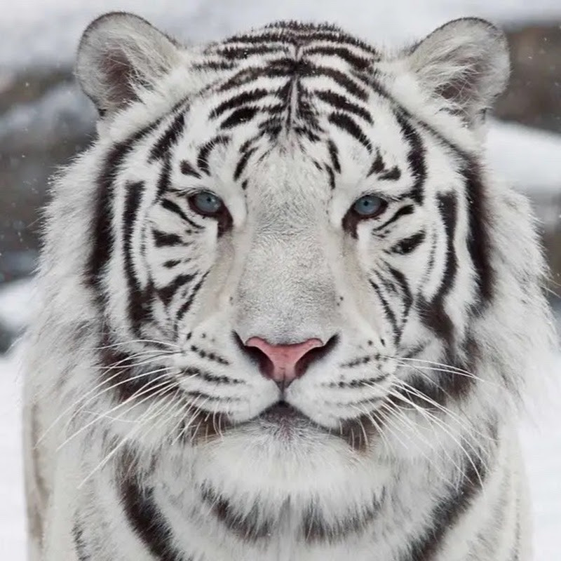 White Magik Tiger ॐ