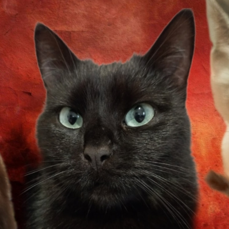 Багира каркошка 😉😏