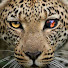 f_wHrYSIMVI-channel-avatar-ModelloRunway
