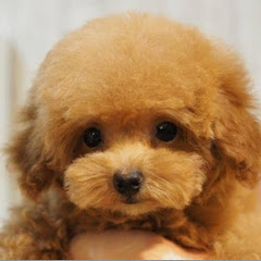 ワンちゃんねるアイコン画像