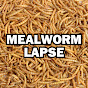 MealwormLapse logo