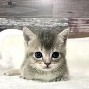 毛玉ちゃんねる