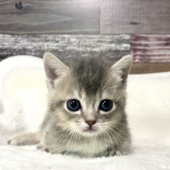 毛玉ちゃんねるアイコン画像