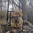 UiOOyhvxfqU-channel-avatar-🐿️ Iowa Backyard 🐿️