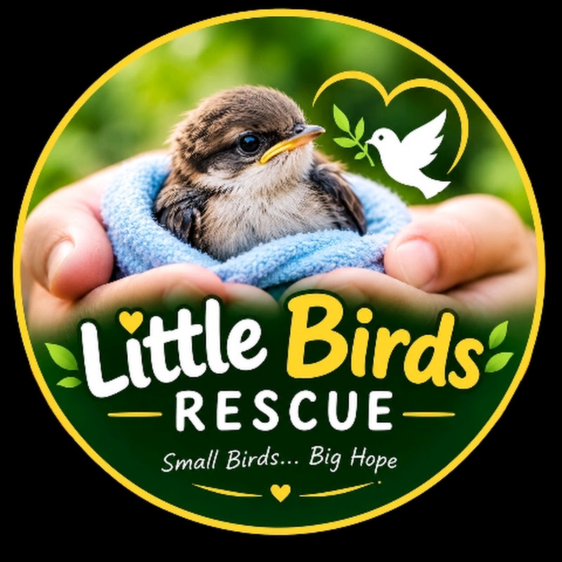 🐦 Little Birds Rescue