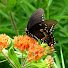 pAKuETG7DsA-channel-avatar-Prince William Native Plant Symposiums