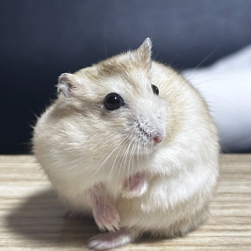 둥글뚱글