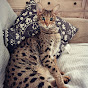 Savannah Cat Adventure with Theo logo