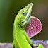 vnkmf8aUuzI-channel-avatar-lizardcreations