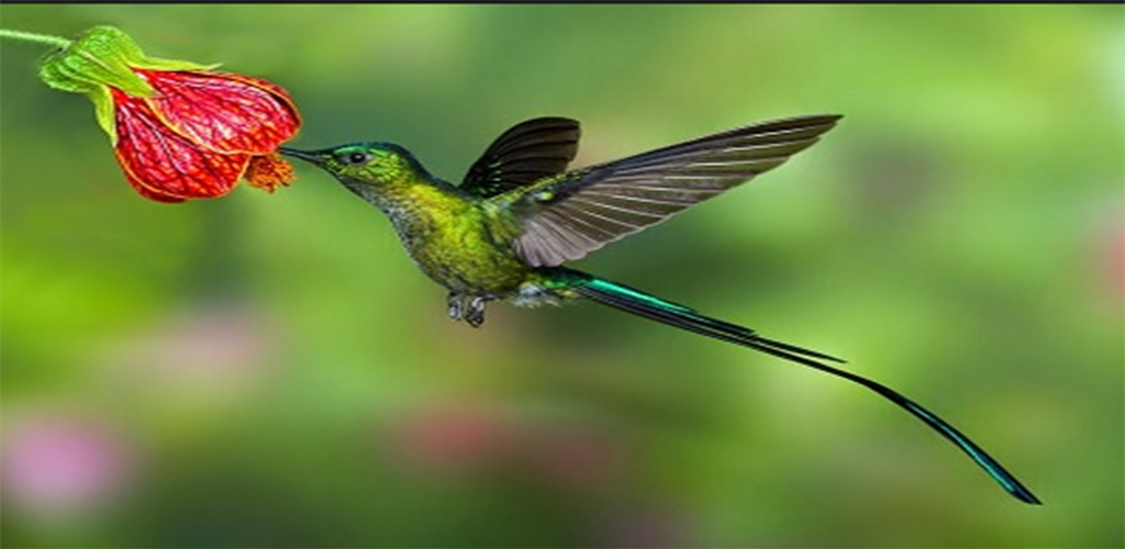 Raja Konin Master Absolute Apk For Android Rajamanuk