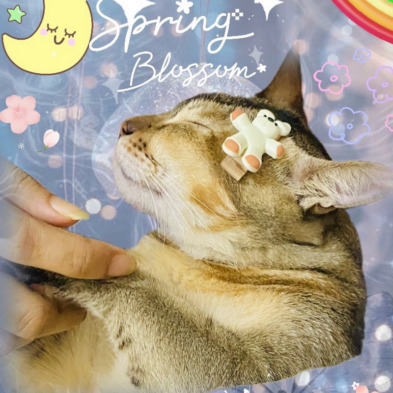 Hire Shadowzkittyyy — Pets & Animals YouTube creator for sponsorships