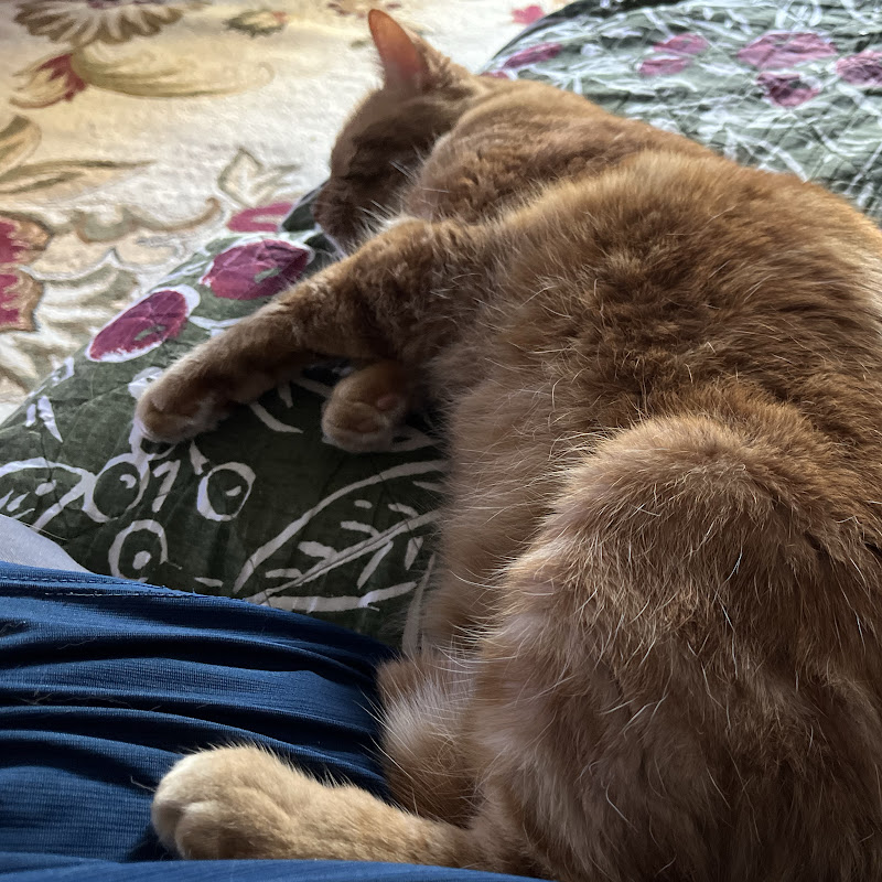 Hire Cayden_murder drones — Indie Game Showcases & Reviews YouTube creator for sponsorships