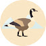 _q2dGUe8cXI-channel-avatar-Roaming Goose